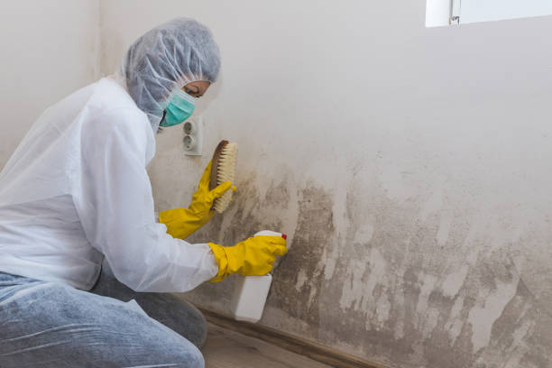 Home Mold Removal in Cuba, MO