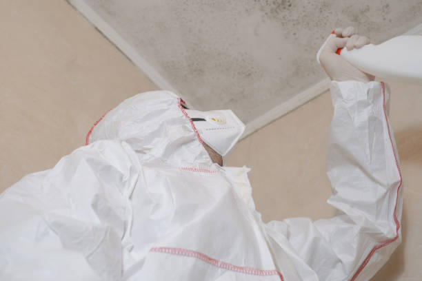 Best Black Mold Removal  in Cuba, MO
