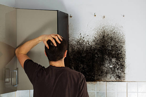 Professional Mold Removal in Cuba, MO